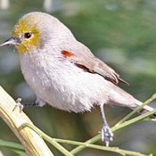 Verdin